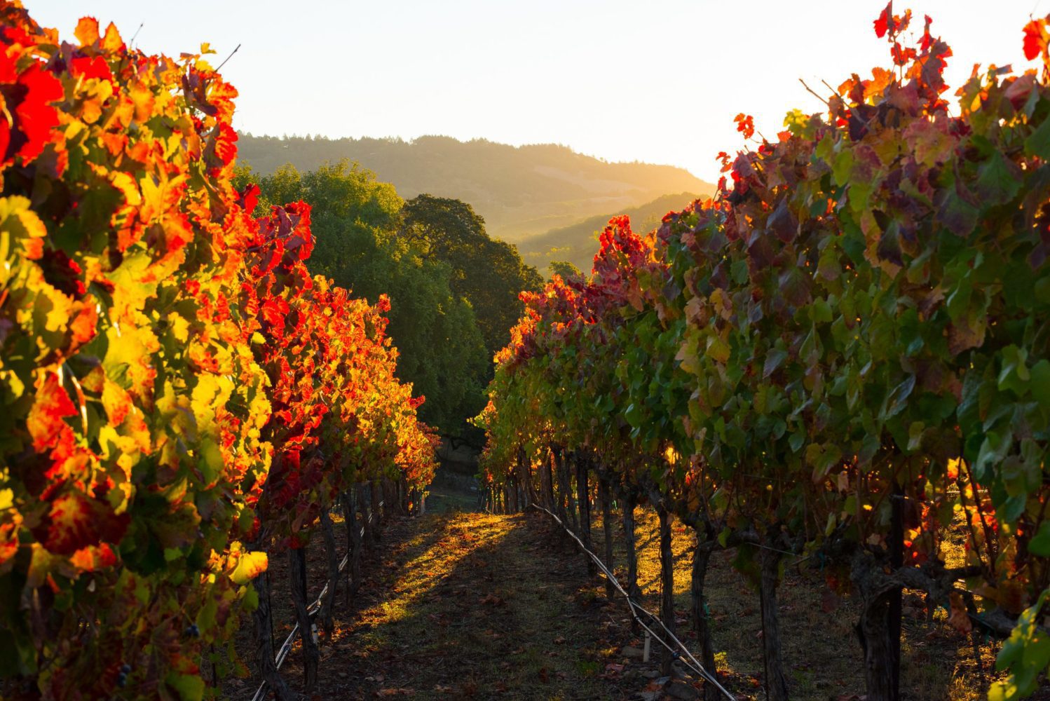 JUDGE 5 Judge Vineyard
