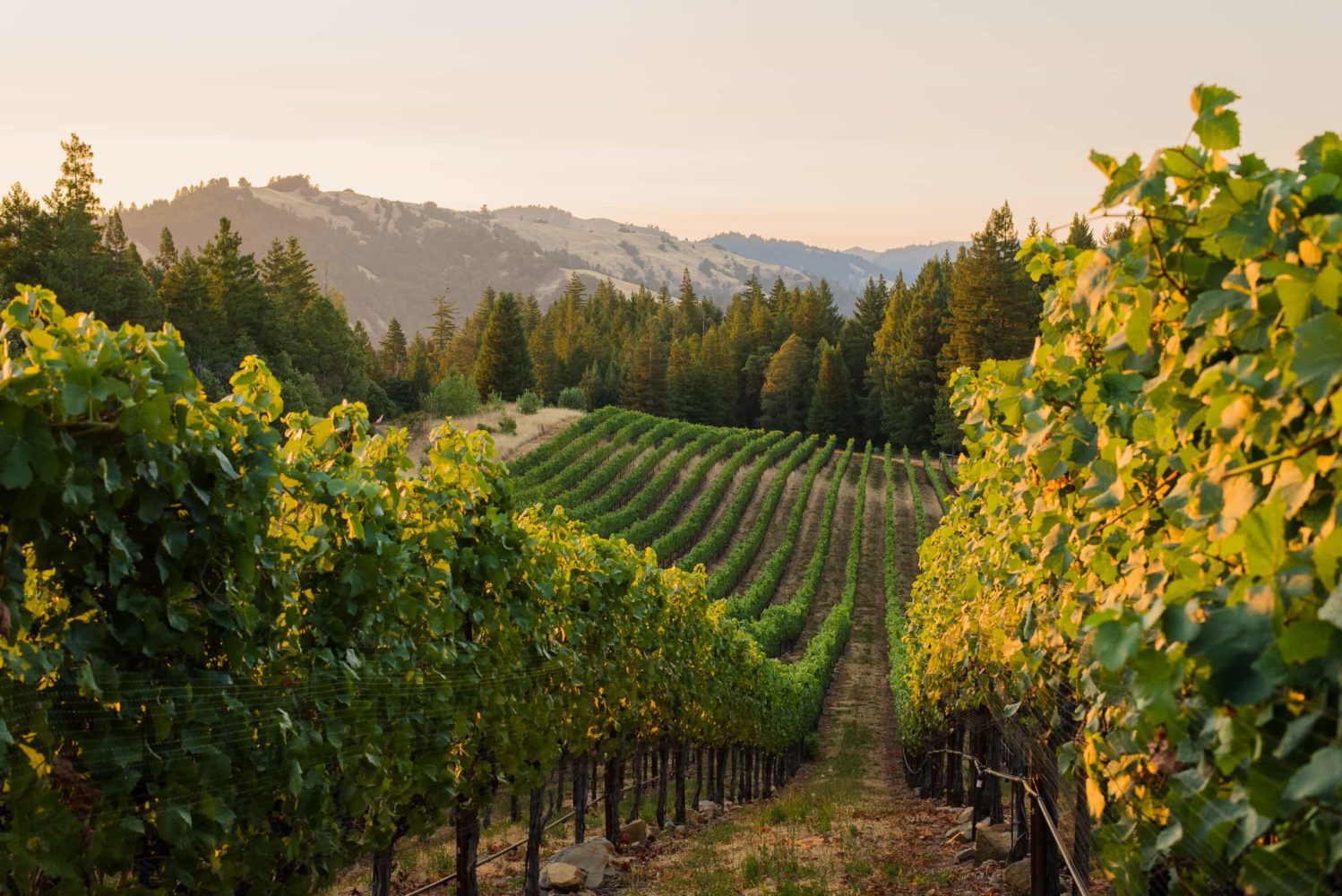 MENDO 4 mendocino-perli-vineyard