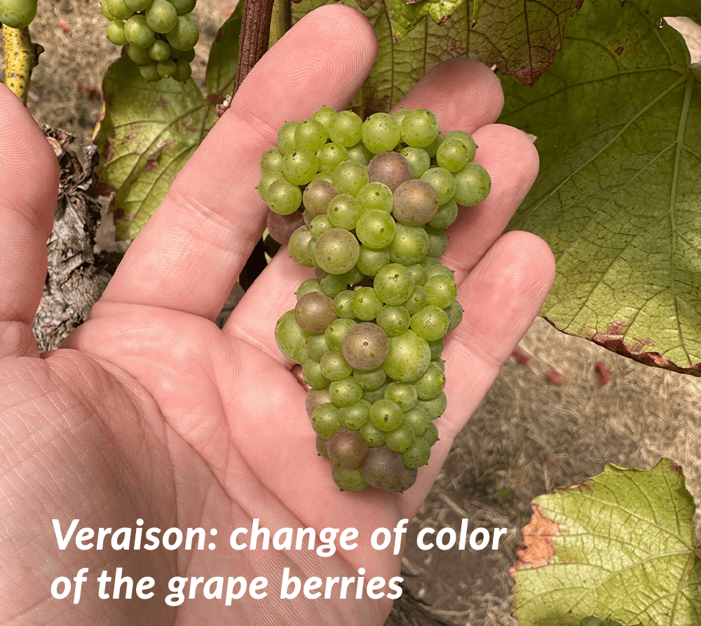 The start of veraison (change of color of grape berries) on a cluster of Pinot Noir grapes.